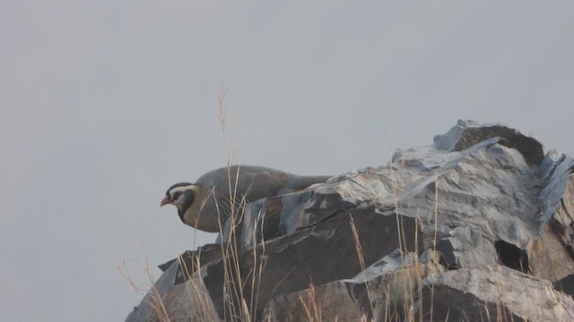 アラビアイワシャコ - ML644705593