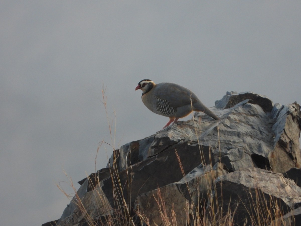 アラビアイワシャコ - ML644705594