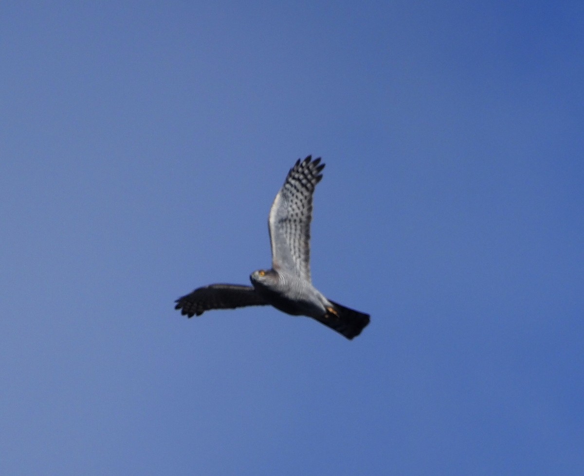 オオタカ - ML644705596