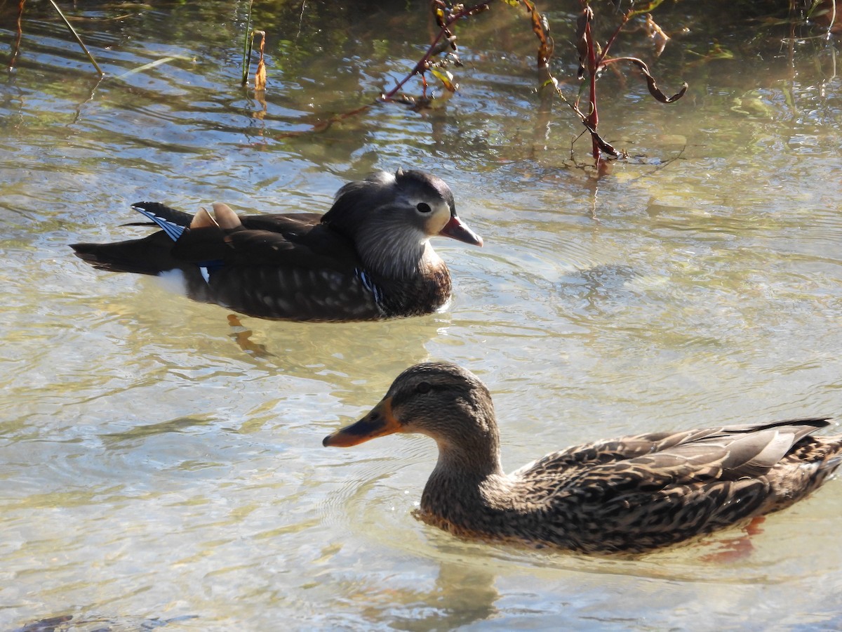 オシドリ - ML644705604