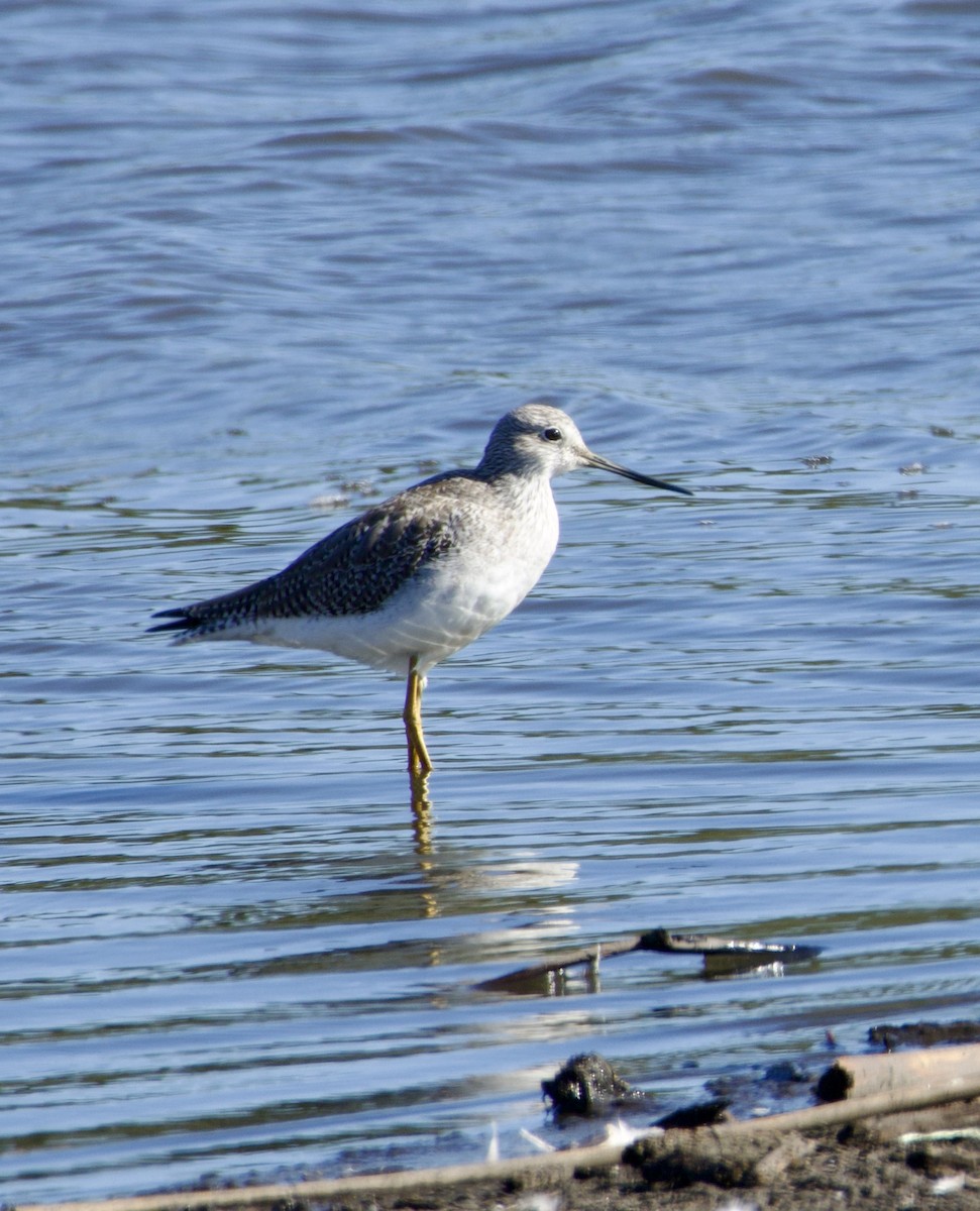 Greater Yellowlegs - ML644705605