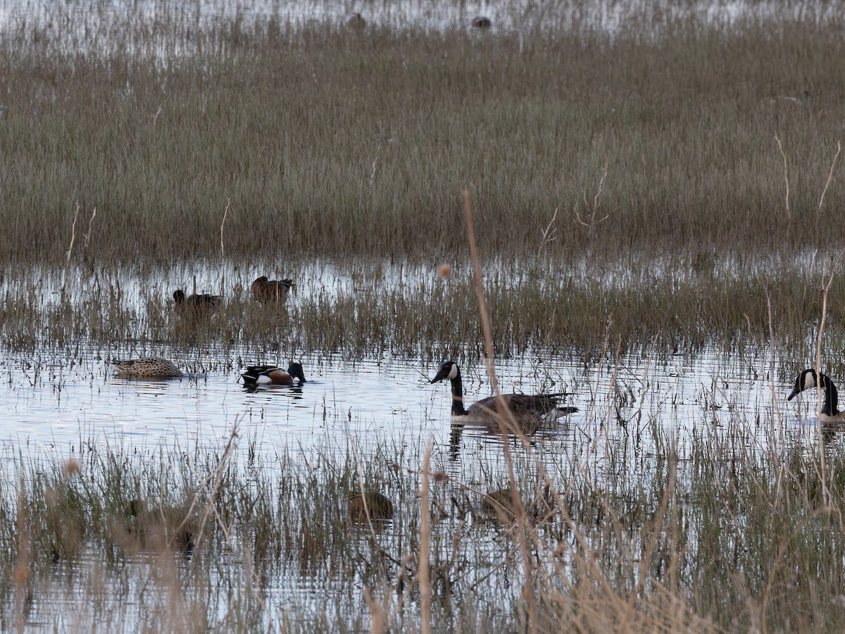 berneška velká - ML644705611