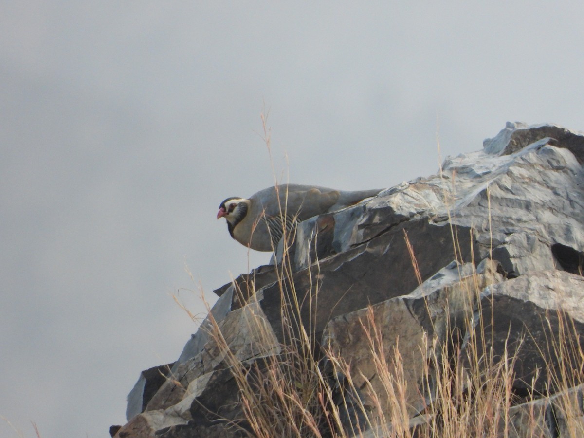 アラビアイワシャコ - ML644705612