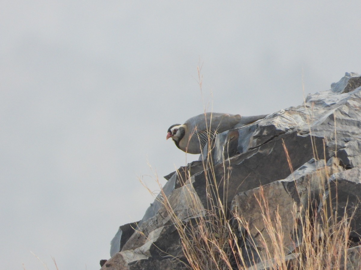 アラビアイワシャコ - ML644705614