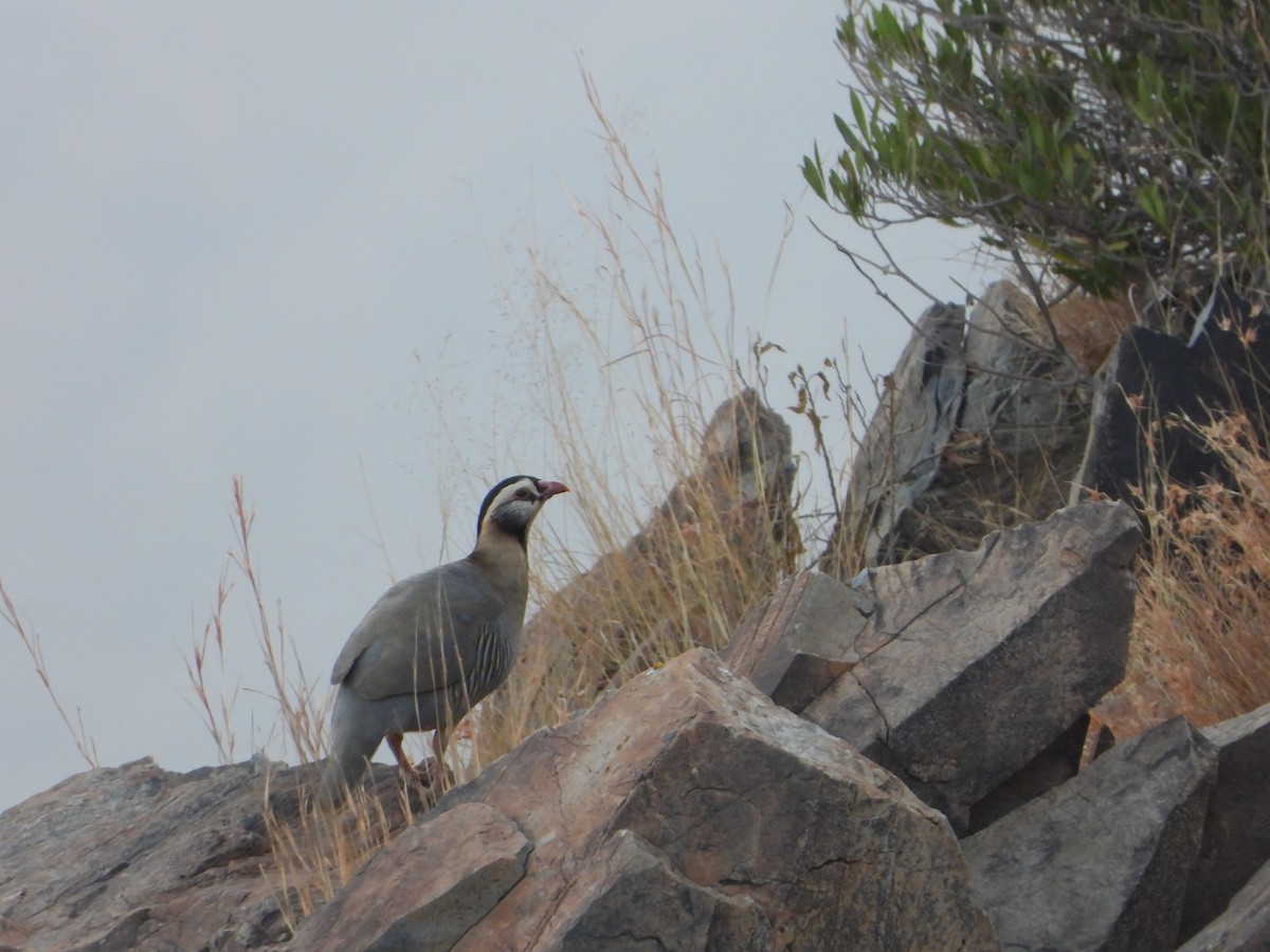 アラビアイワシャコ - ML644705615