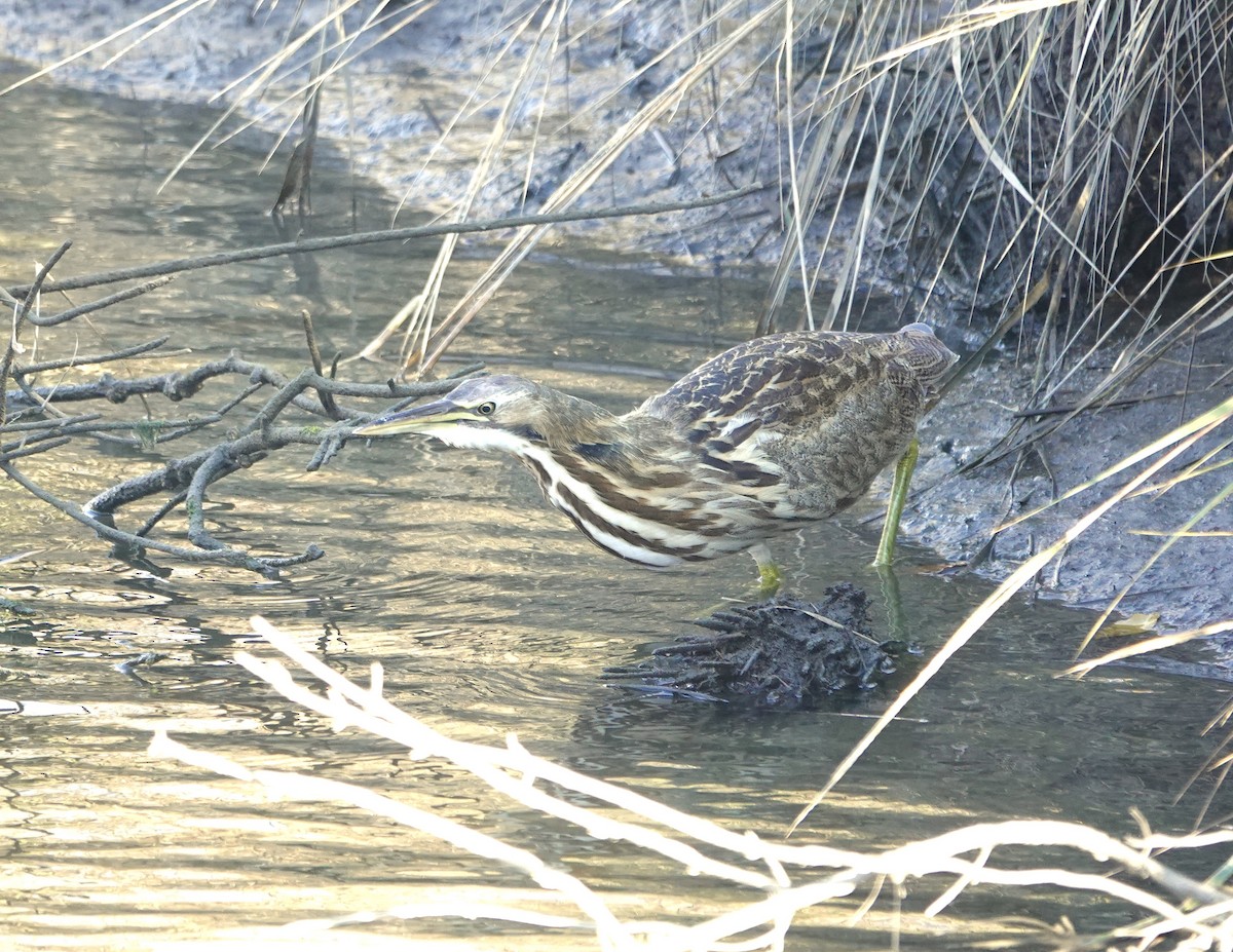 Amerika Balabanı - ML644705623