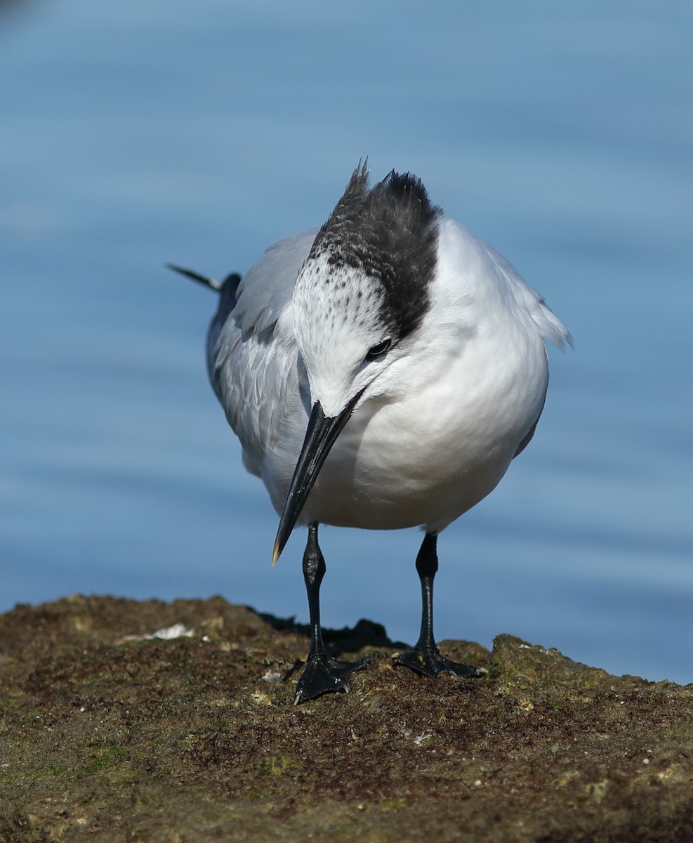 Sterne caugek - ML644705624