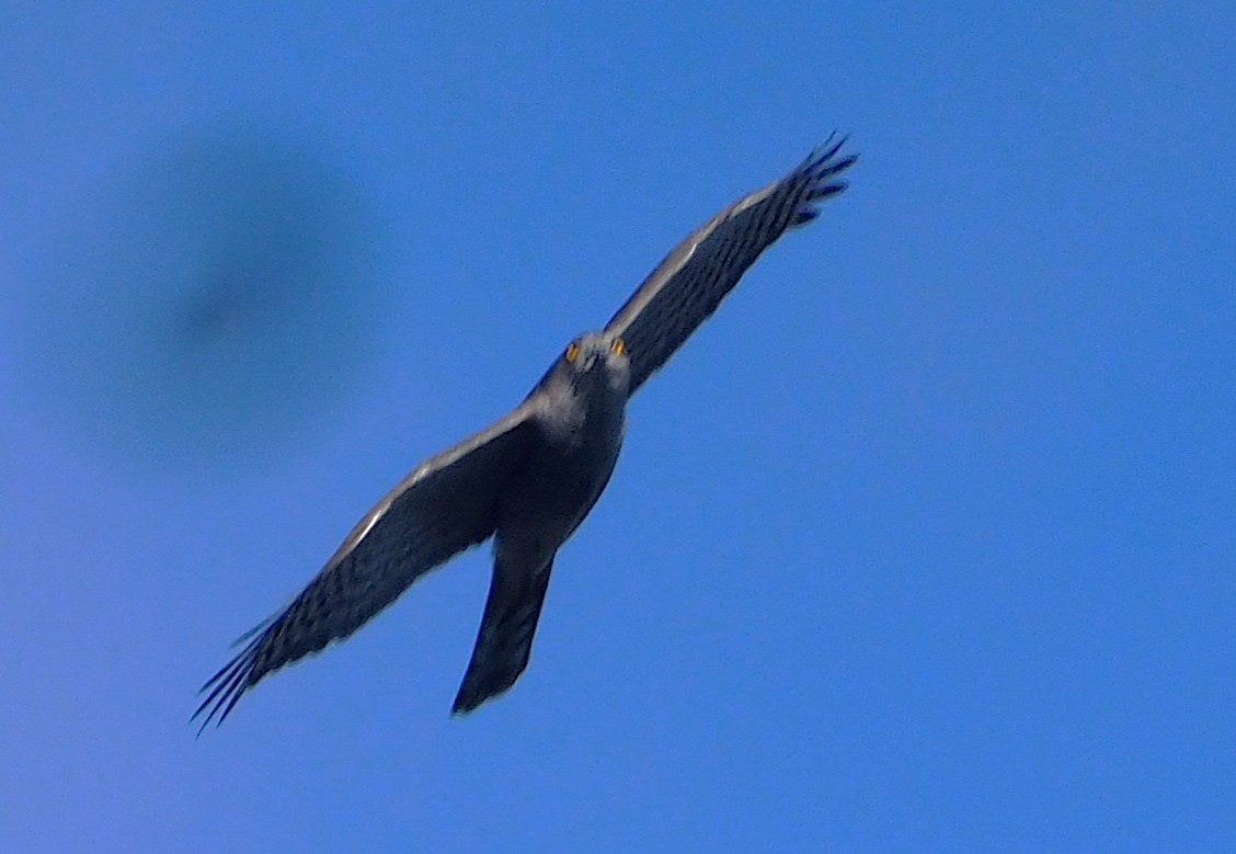 オオタカ - ML644705625