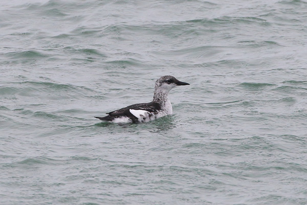 Black Guillemot - ML644705626