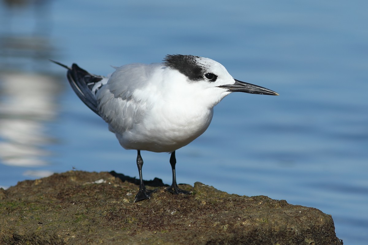 Sterne caugek - ML644705627