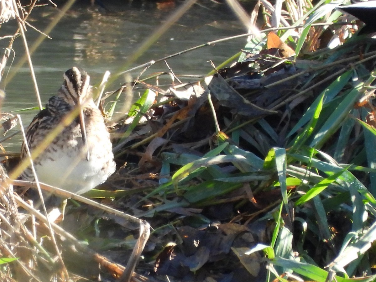 Common Snipe - ML644705664