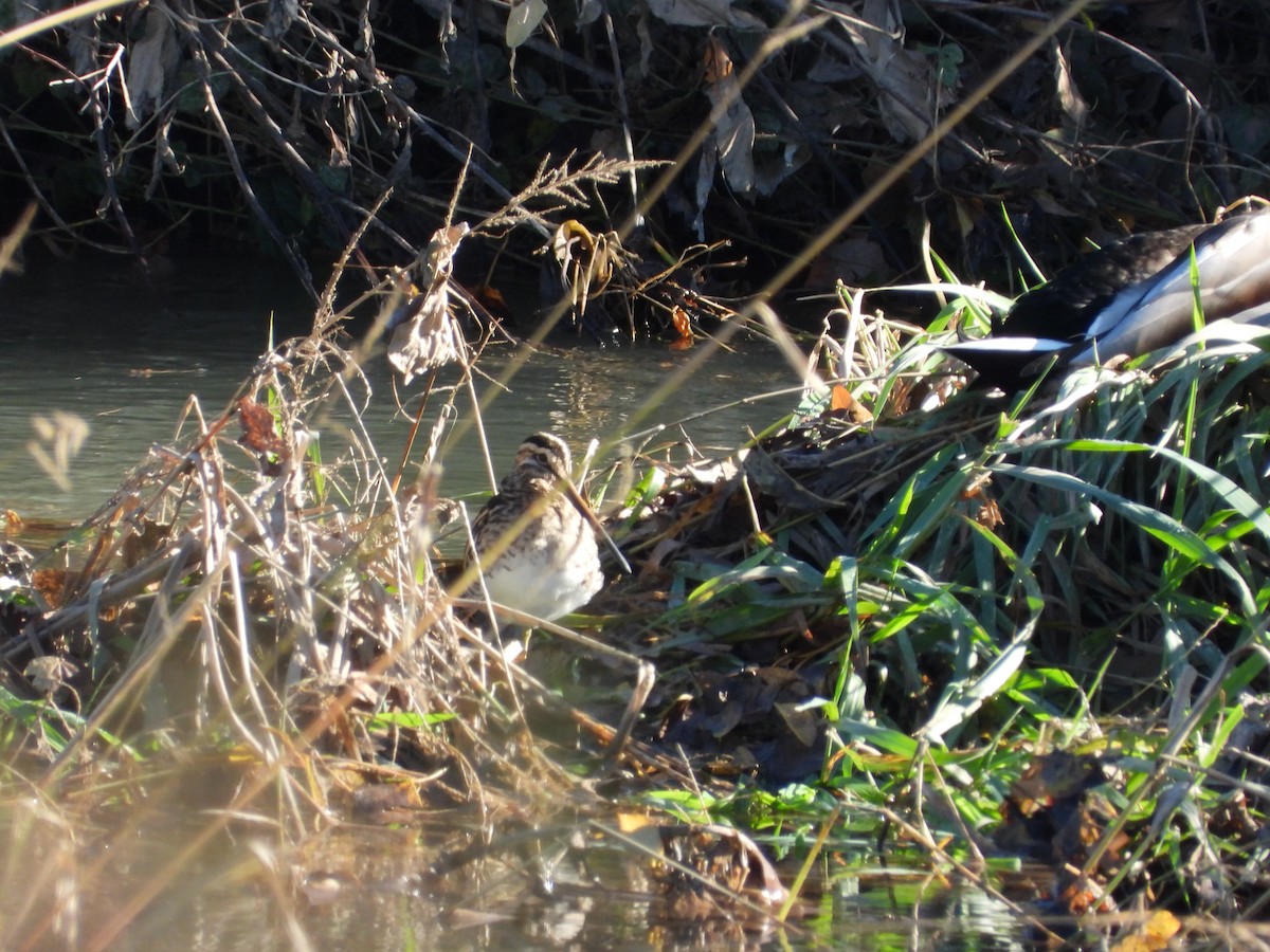 Common Snipe - ML644705681