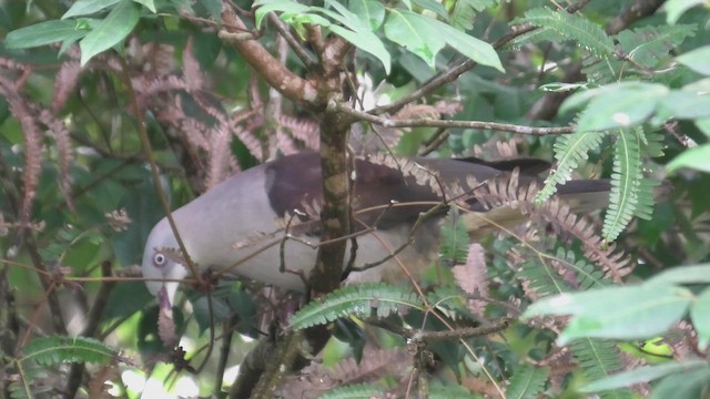 ヤマミカドバト - ML644705688