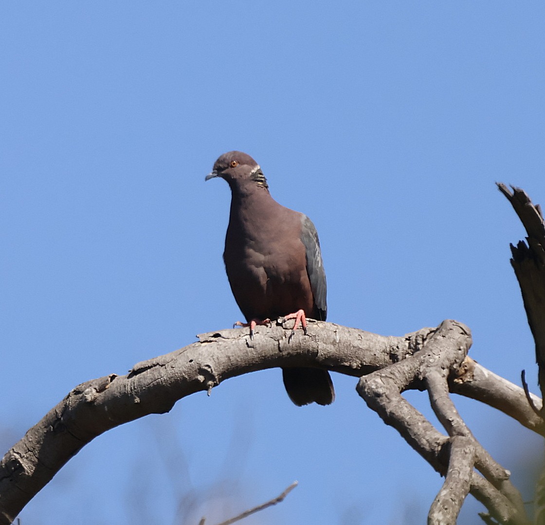 Chilean Pigeon - ML644705689
