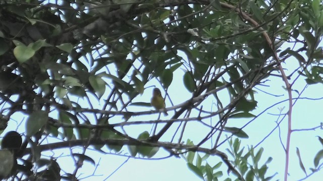 クリノドモズチメドリ - ML644705692