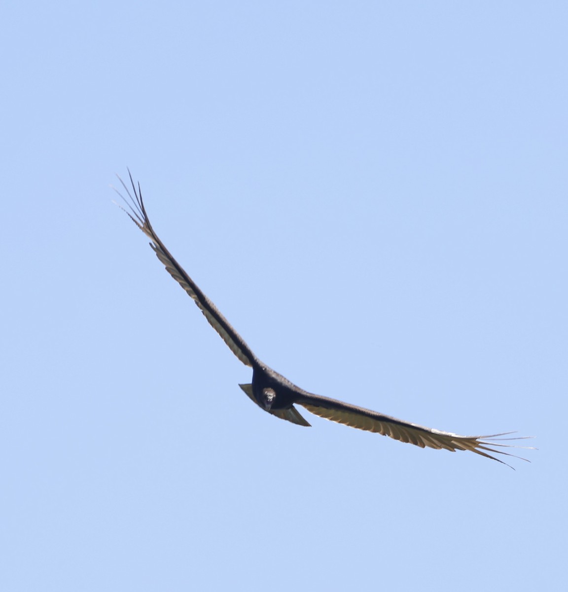 Turkey Vulture - ML644705695