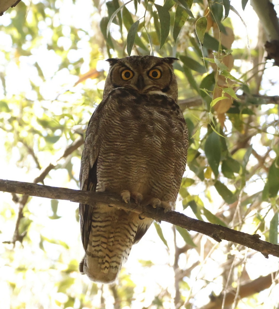 Lesser Horned Owl - ML644705699