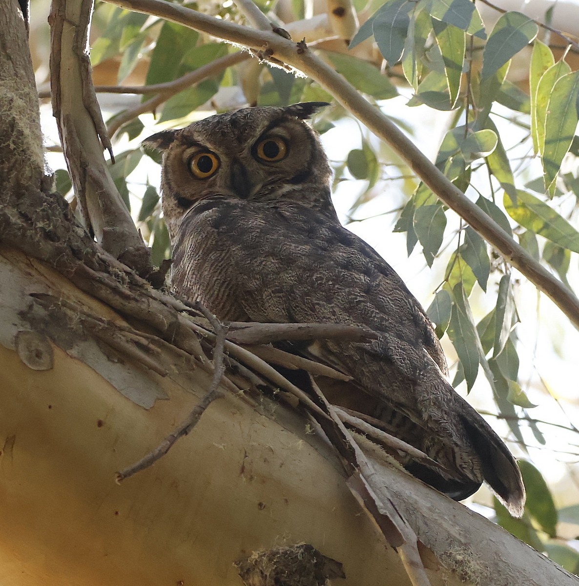 Lesser Horned Owl - ML644705700