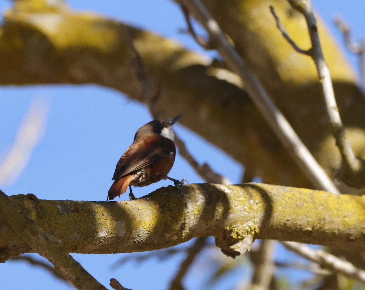 White-throated Treerunner - ML644705709