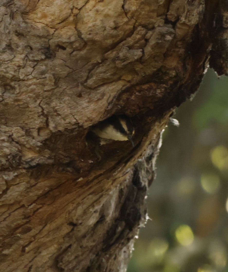 Thorn-tailed Rayadito - ML644705717