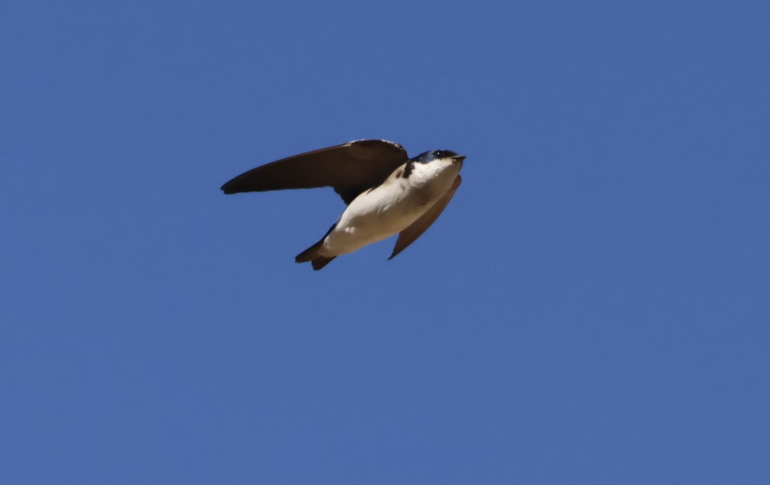 Chilean Swallow - ML644705719