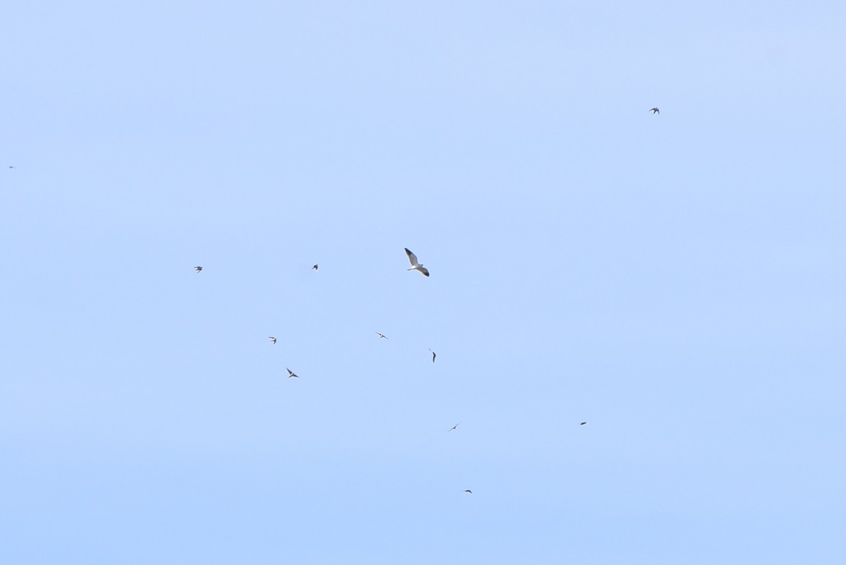 Black-winged Kite - ML644705721