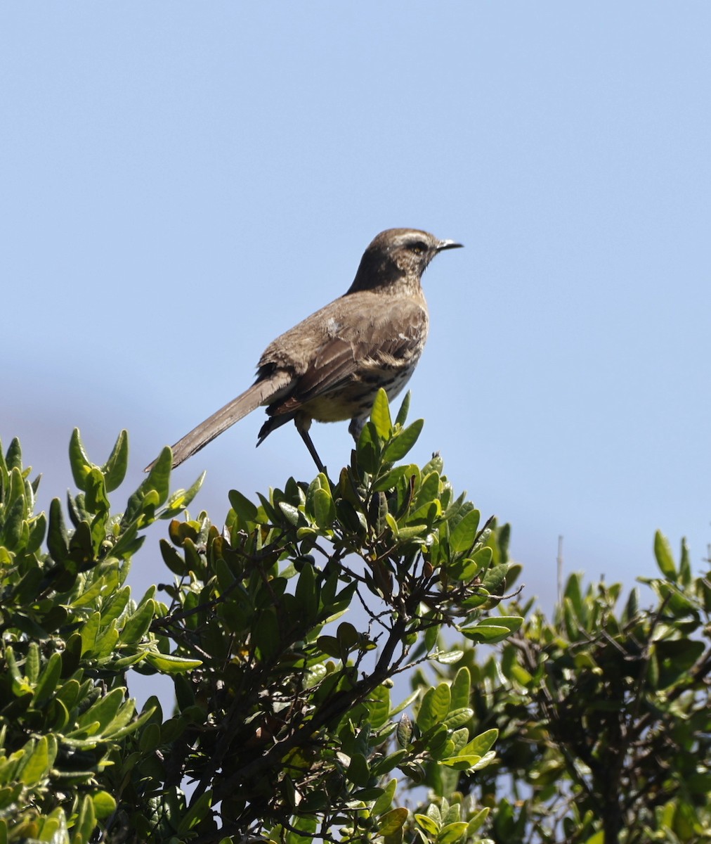 Chilean Mockingbird - ML644705724