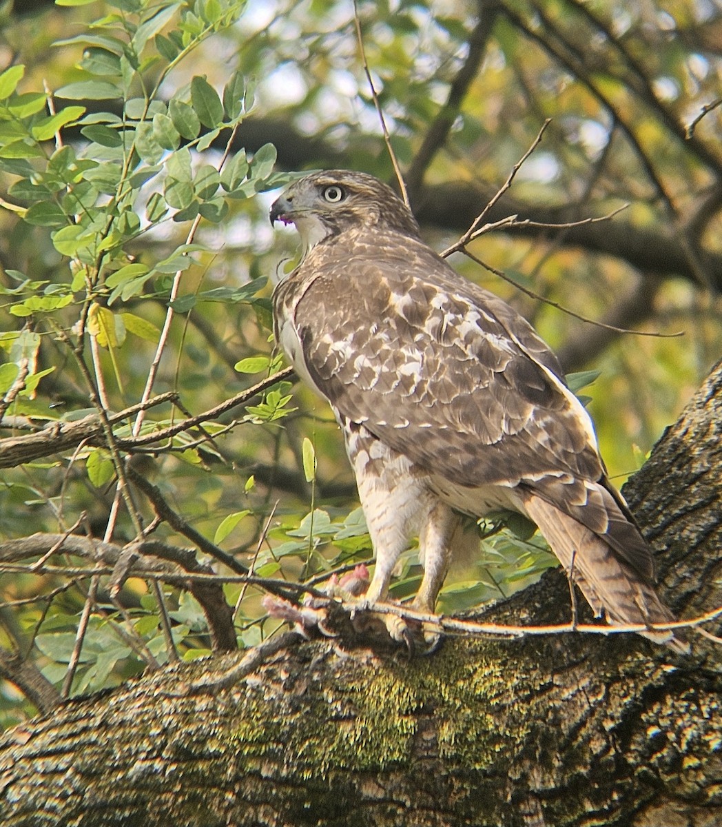 Red-tailed Hawk - ML644705726