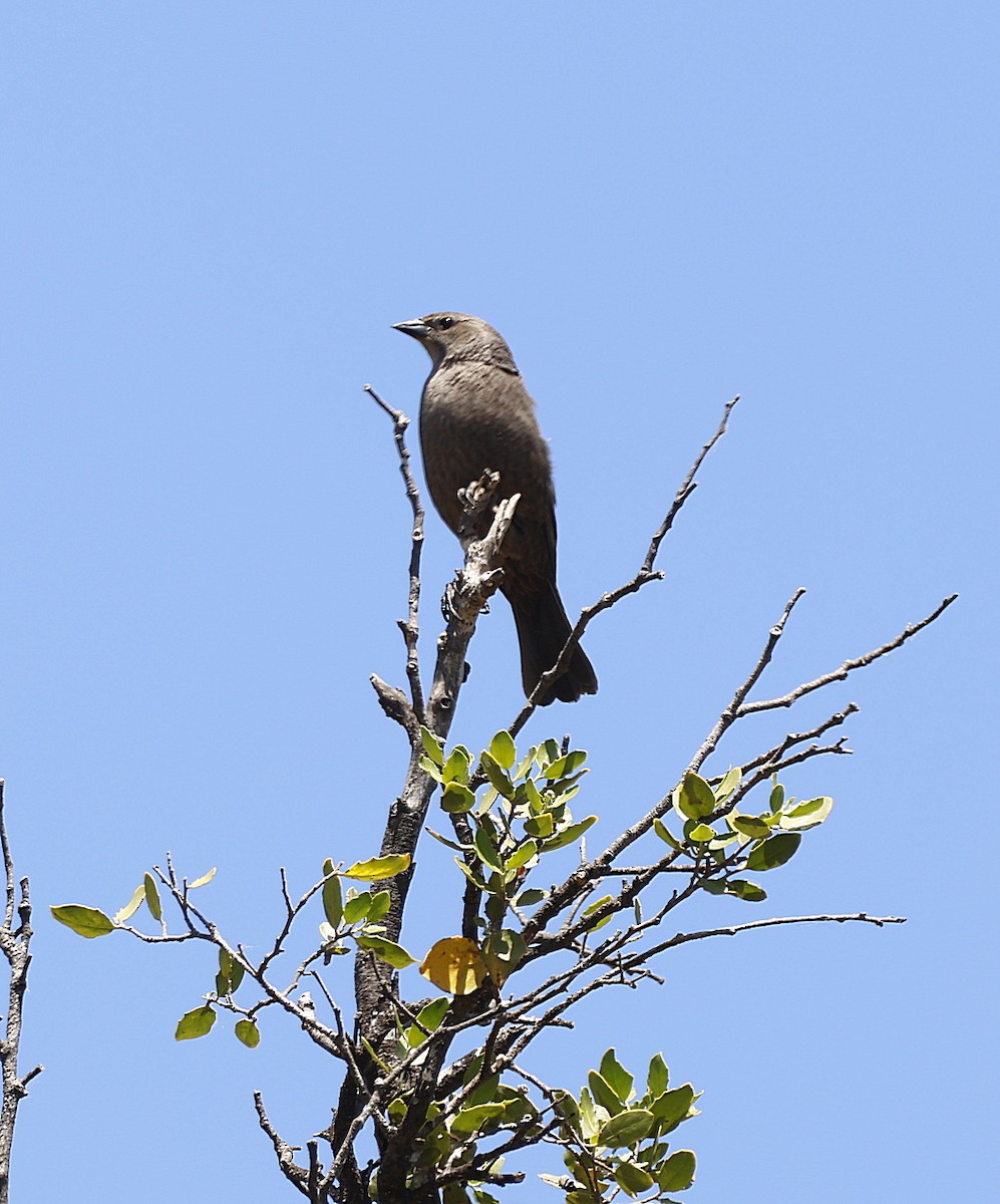 Austral Blackbird - ML644705728