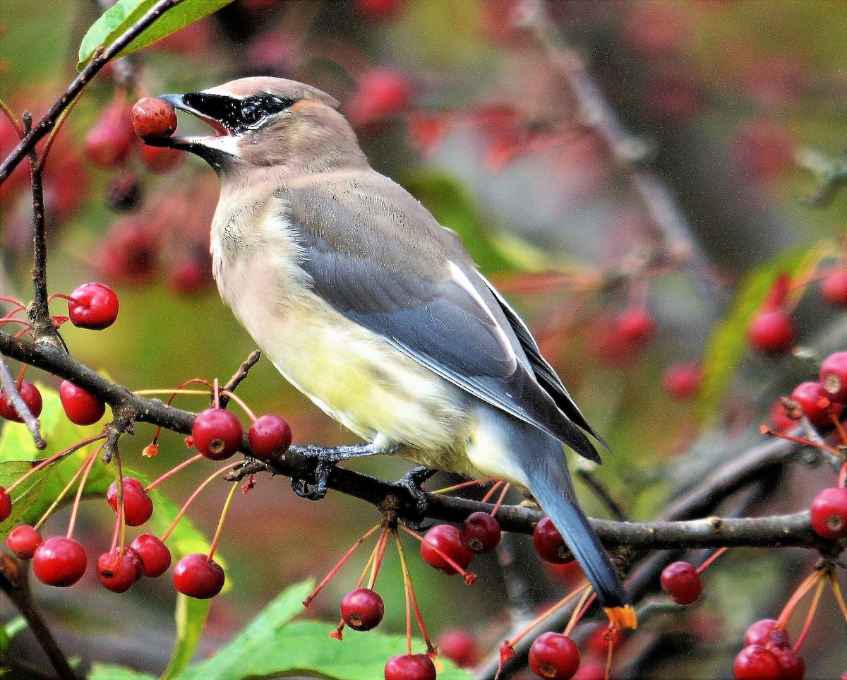 Sedir İpekkuyruğu - ML644705730