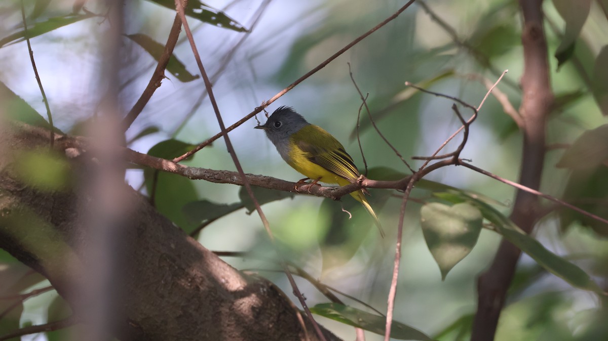 方尾鶲 - ML644705731