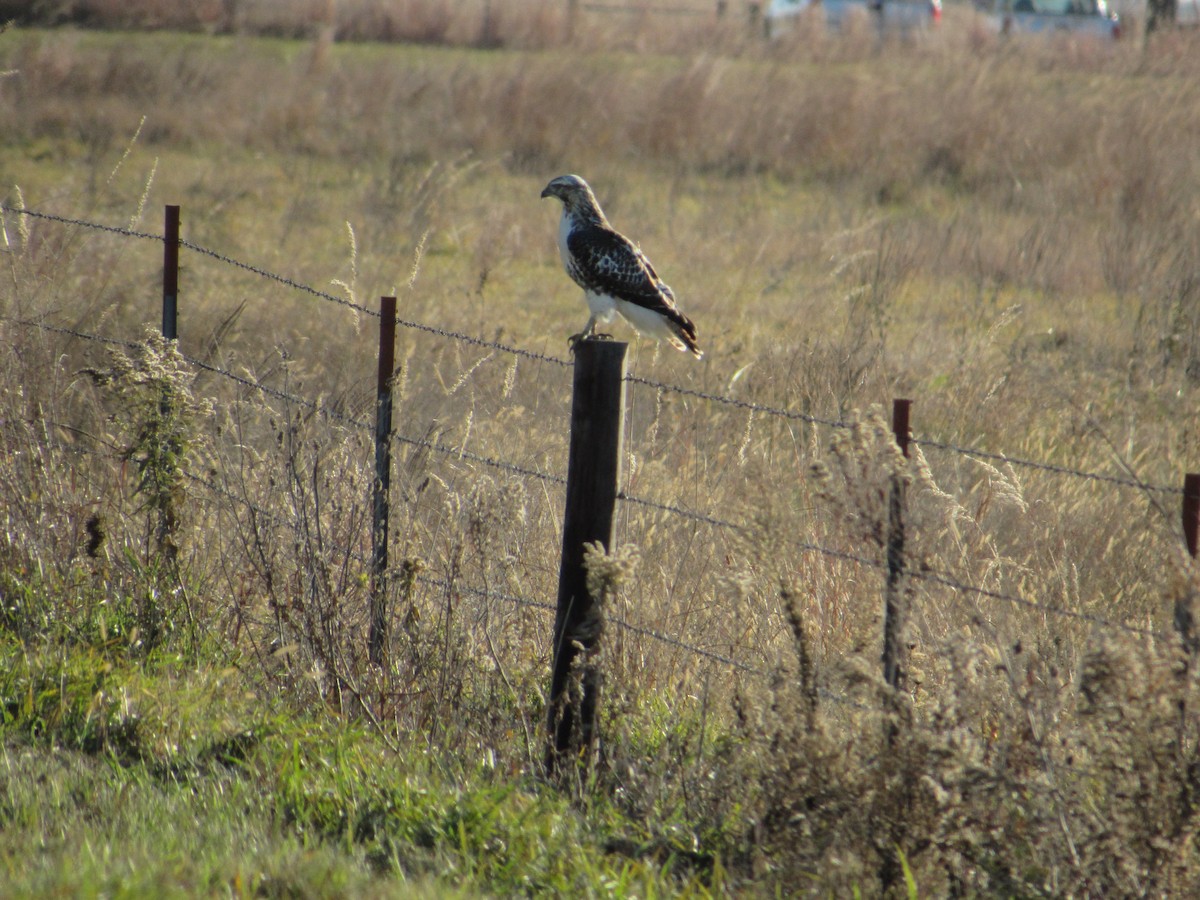 Red-tailed Hawk - ML644705732