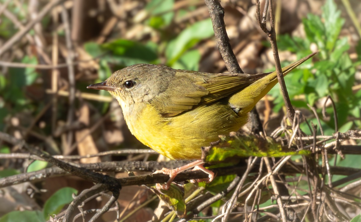 Цитринка чорновола - ML644705737