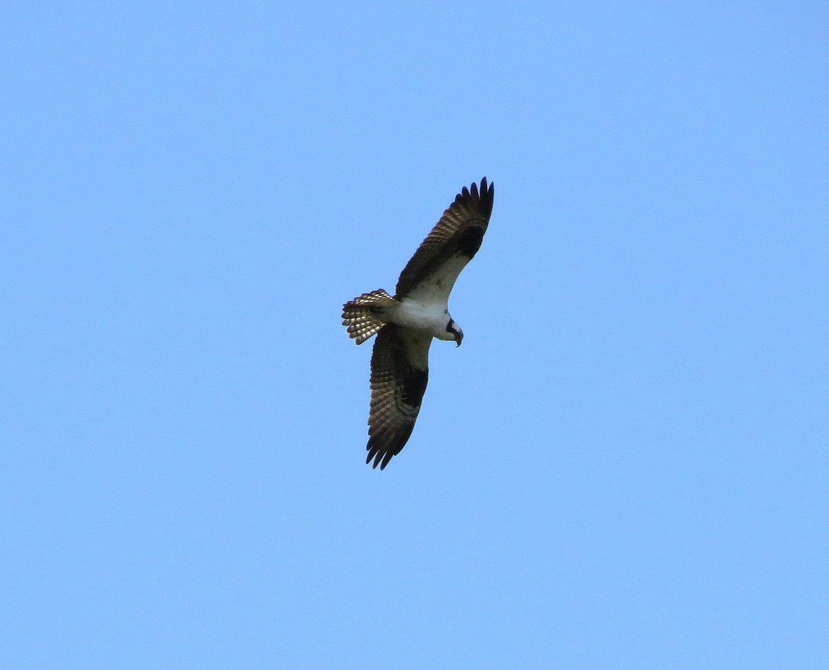 Osprey - ML644705741