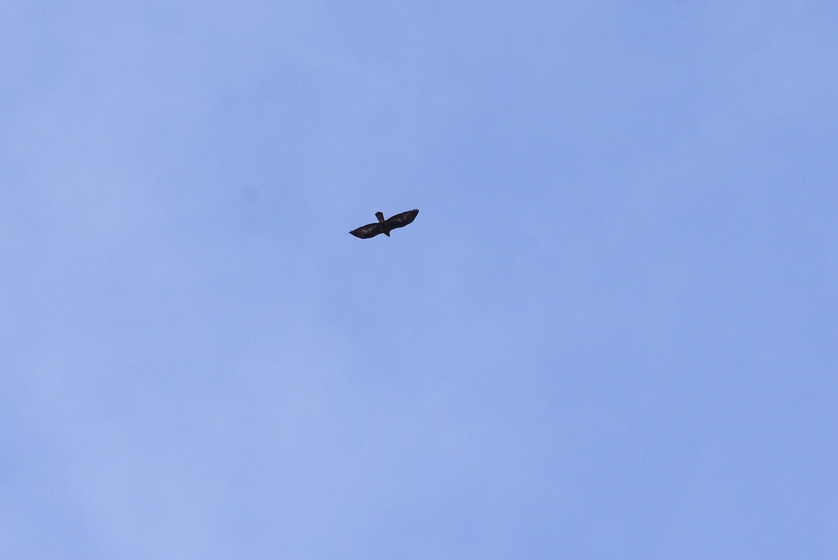 Цармын бүргэд - ML644705744