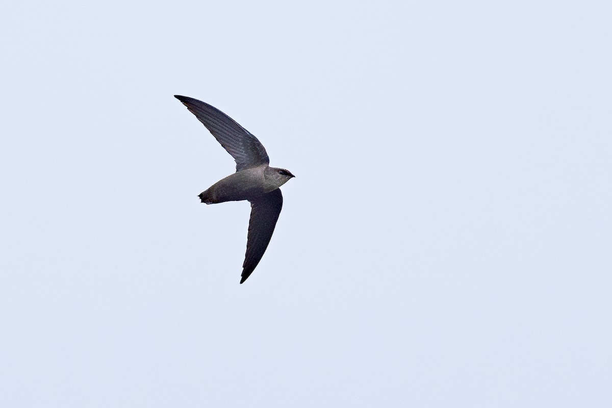 Chimney Swift - ML644705747