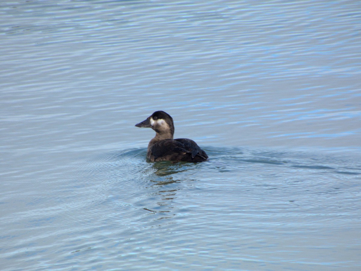 Surf Scoter - ML644705763