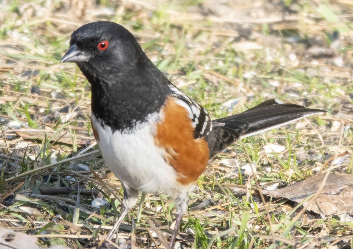 Spotted Towhee - ML644705770