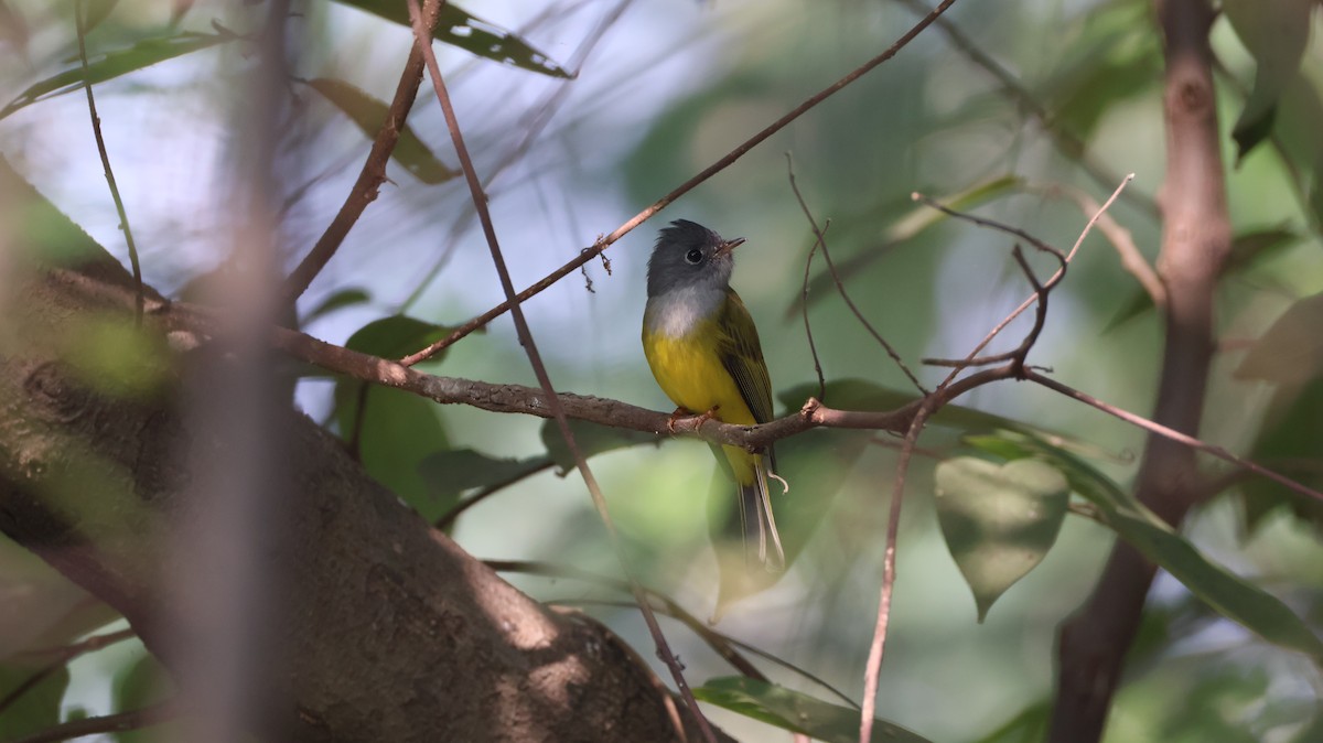 方尾鶲 - ML644705771