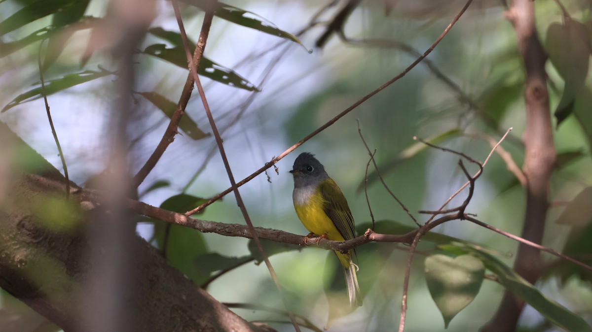 方尾鶲 - ML644705772