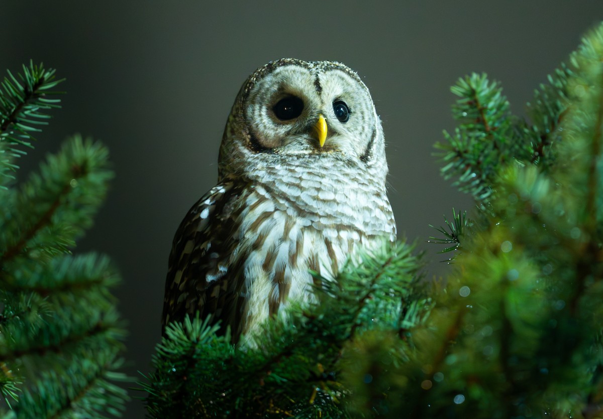 Barred Owl - ML644705774