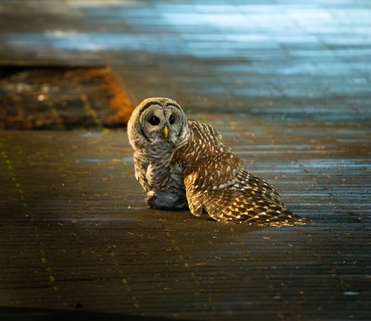 Barred Owl - ML644705775