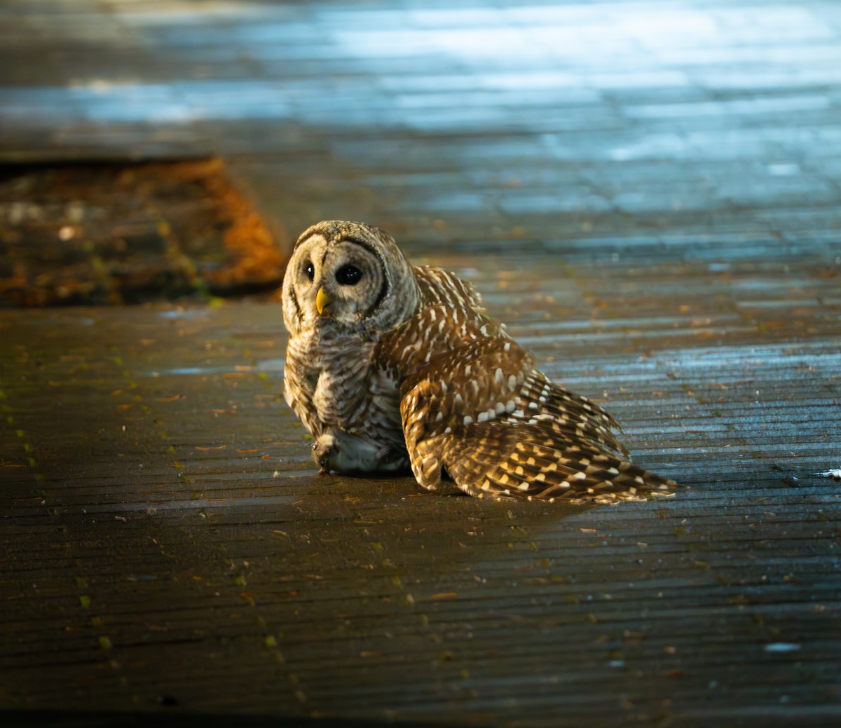 Barred Owl - ML644705776