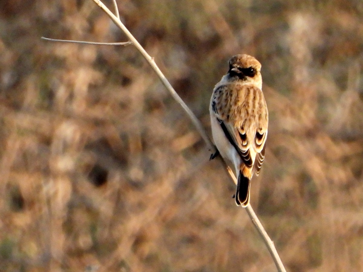 bramborníček sibiřský - ML644705782