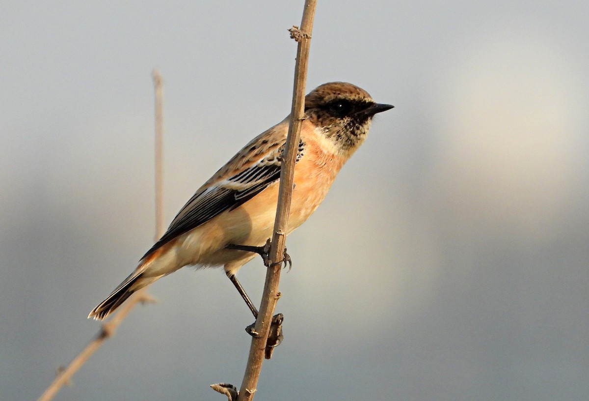 bramborníček sibiřský - ML644705784