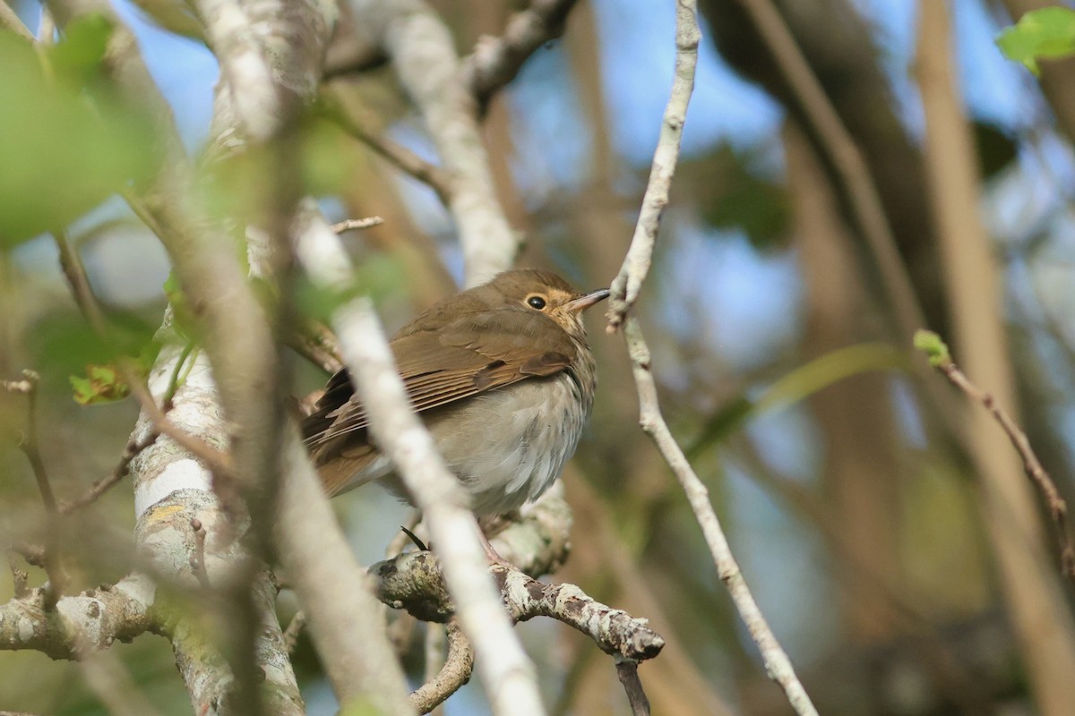 Swainson's Thrush - ML644705785