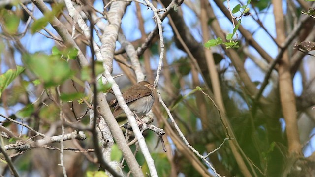 Swainson's Thrush - ML644705786