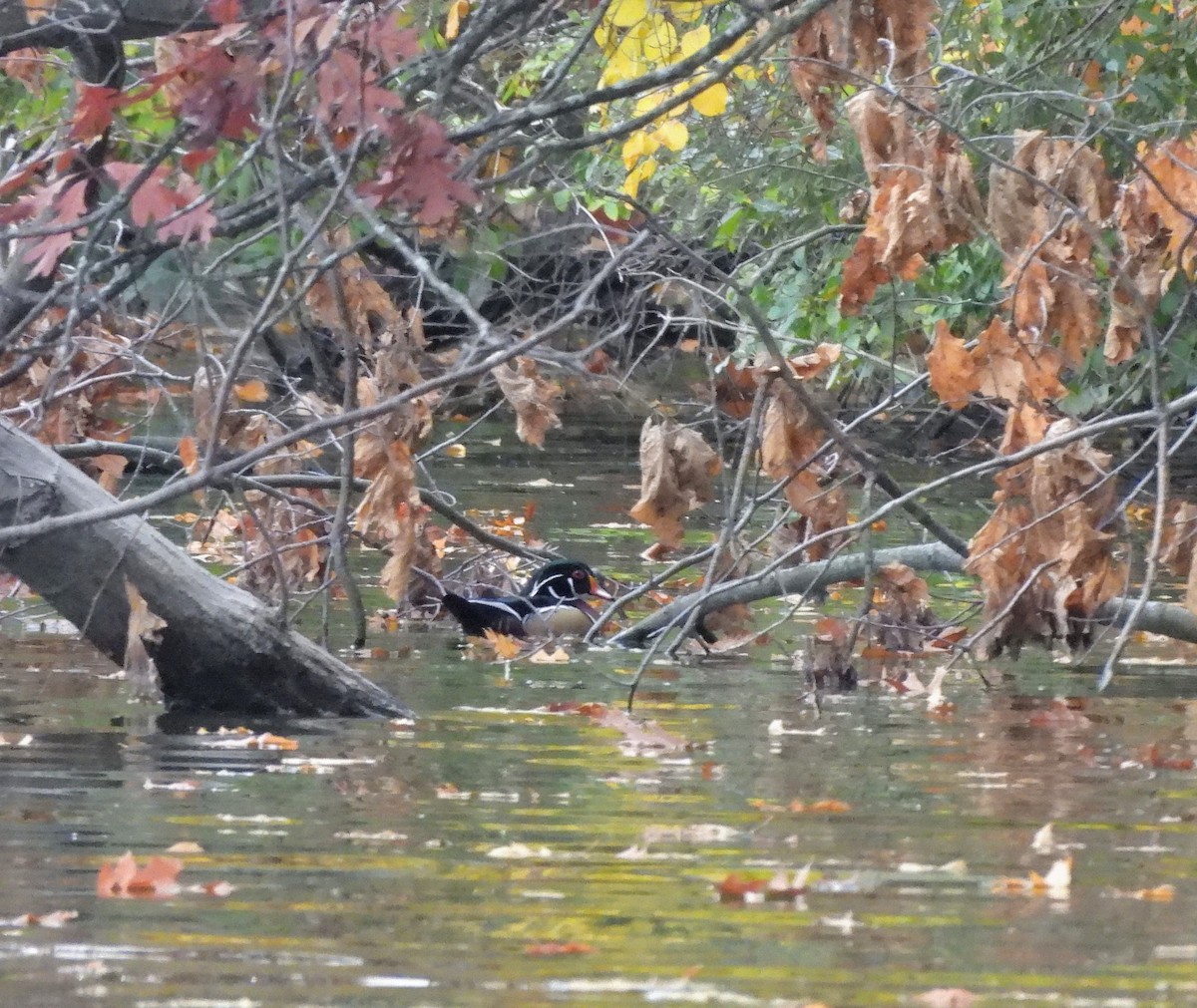 Каролінка - ML644705789