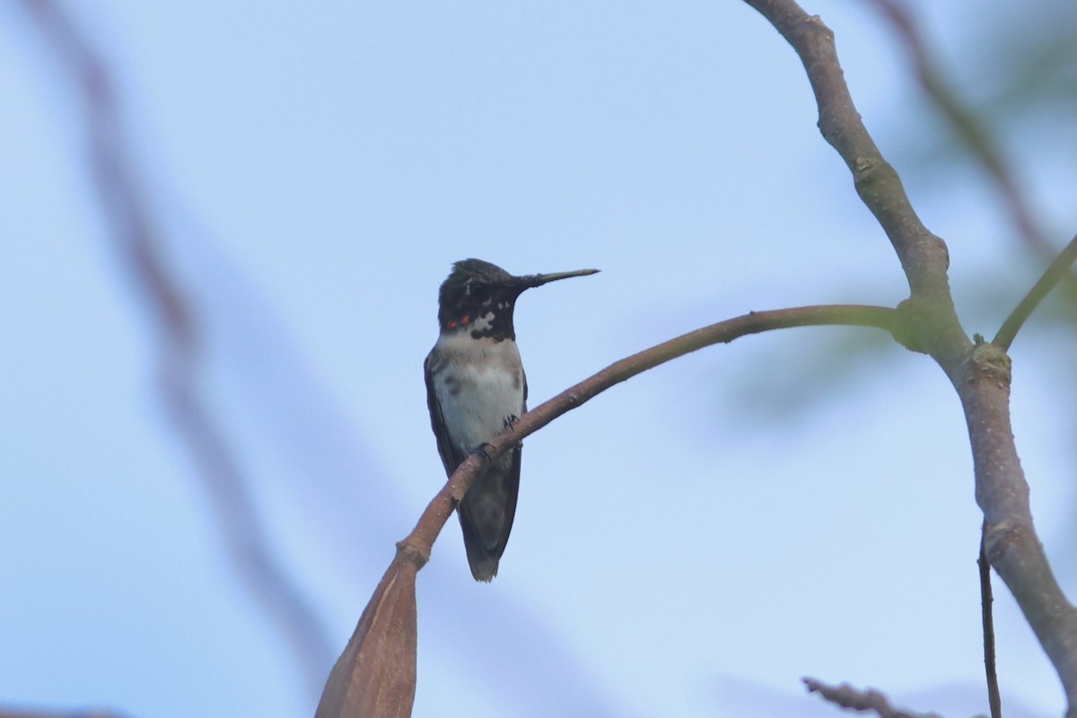 Ruby-throated Hummingbird - ML644705792