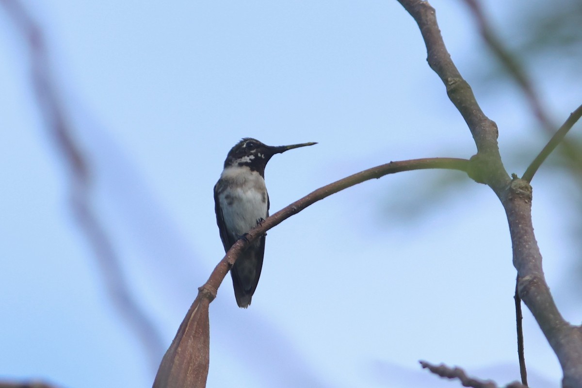 Ruby-throated Hummingbird - ML644705793